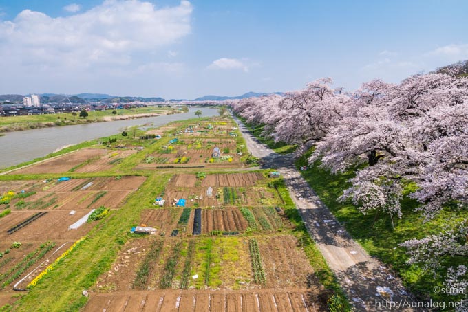 白石川河川敷と一目千本桜