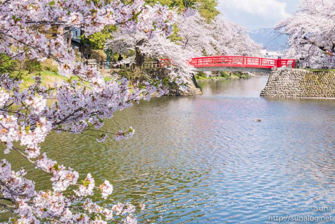 菱門橋とお堀の桜