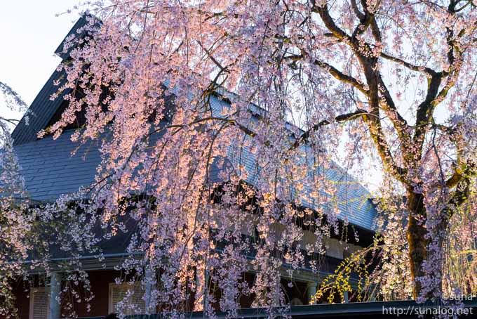 枝垂れ桜のライトアップ