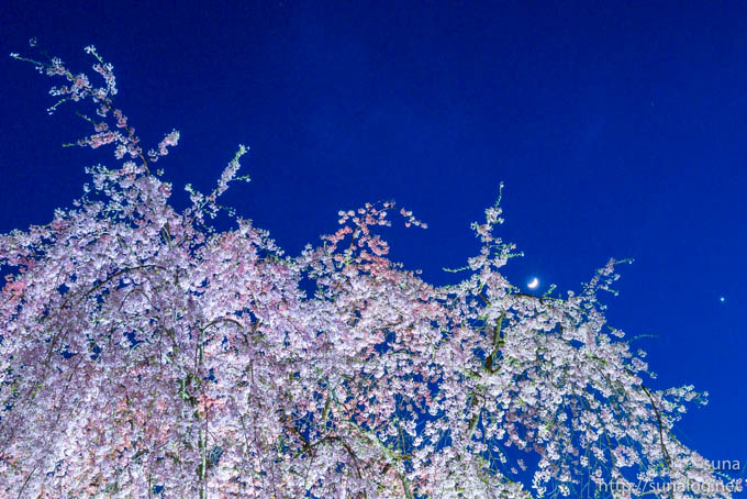 夜桜と三日月